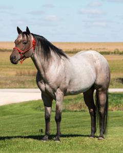 Paternal Grandsire